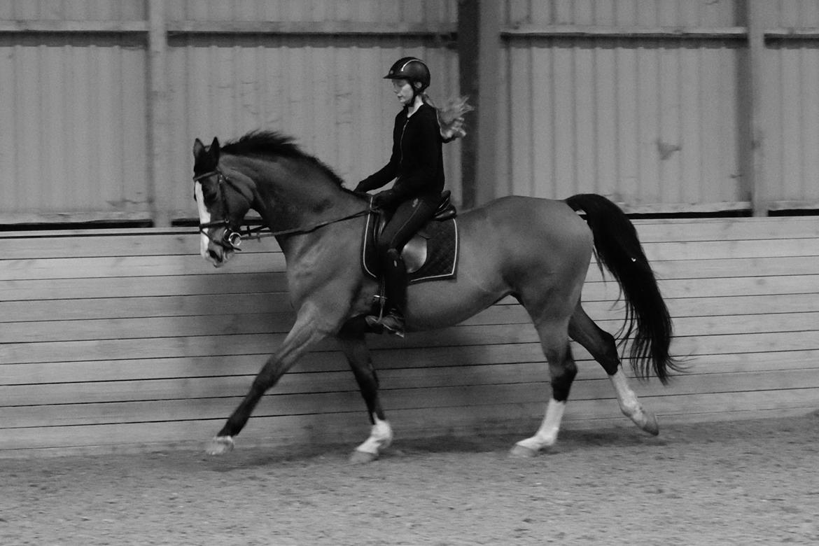 Dansk Varmblod Karisma Kildemark billede 18