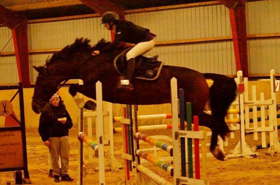 Dansk Varmblod Cille - Cille i 110 cm :) billede 4