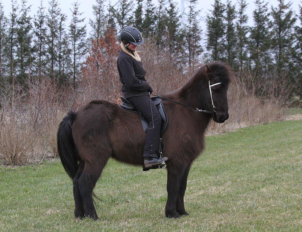 Islænder Bokki fra Hjulgården - Velkommen <3 billede 7