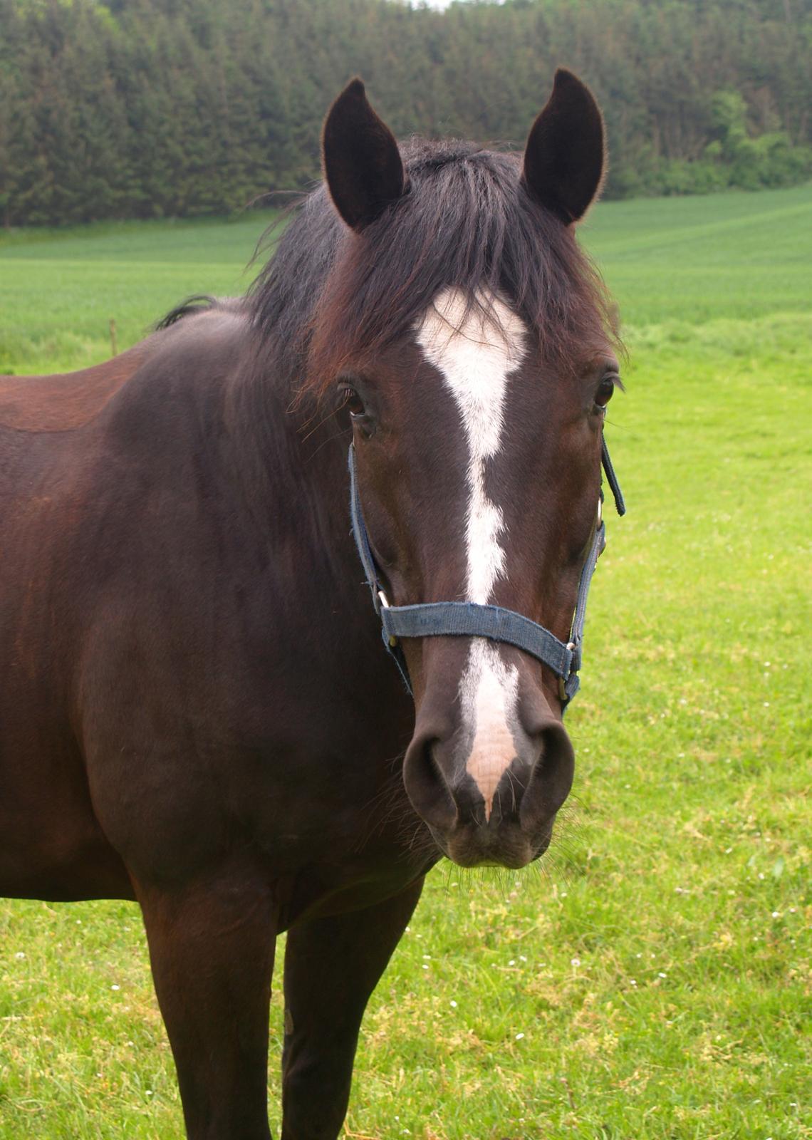 Dansk Varmblod Grøntoft's Ladakh - Sommer 2014 på Grøntoft  billede 3