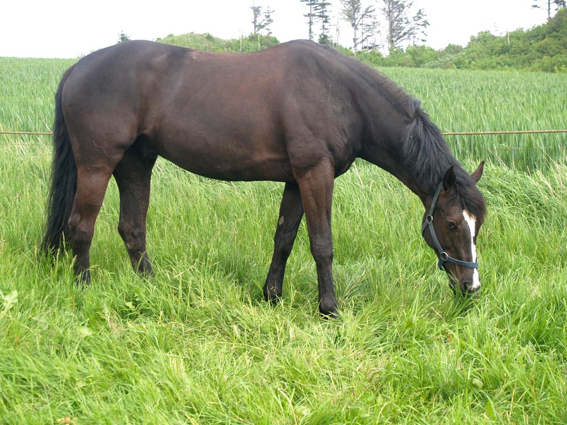 Dansk Varmblod Grøntoft's Ladakh billede 18