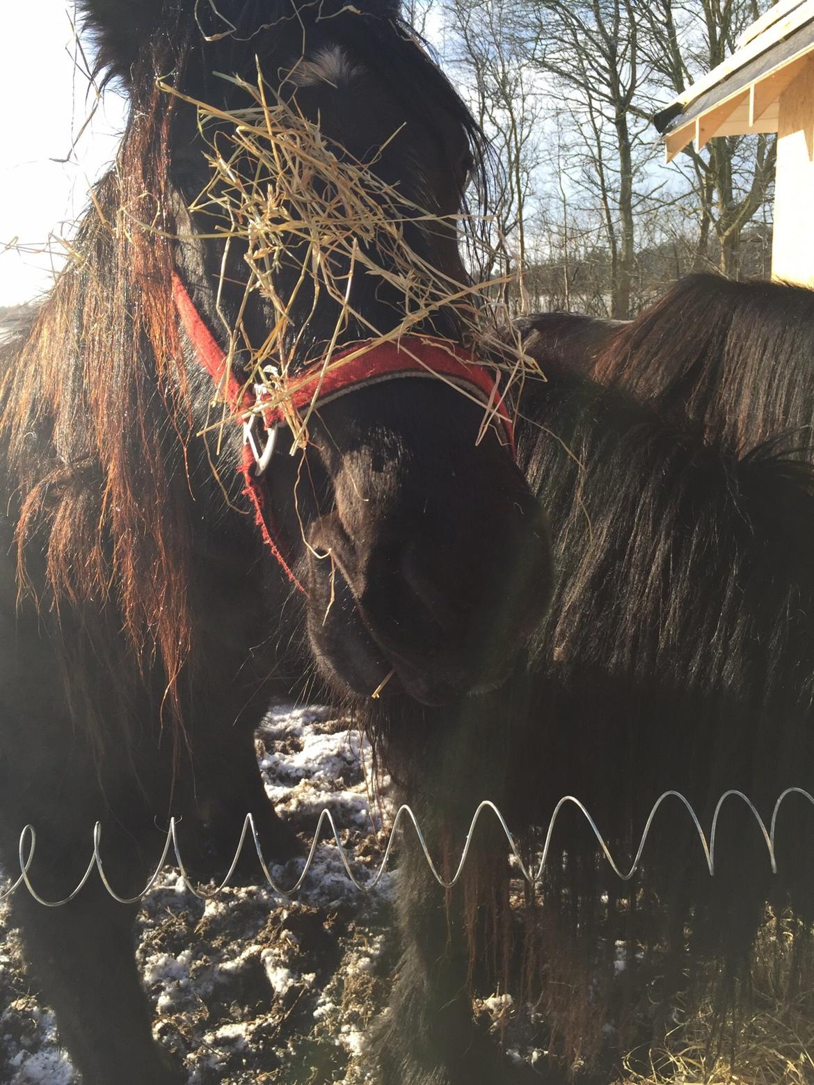 Fell pony Møllegaardens Jessie billede 14