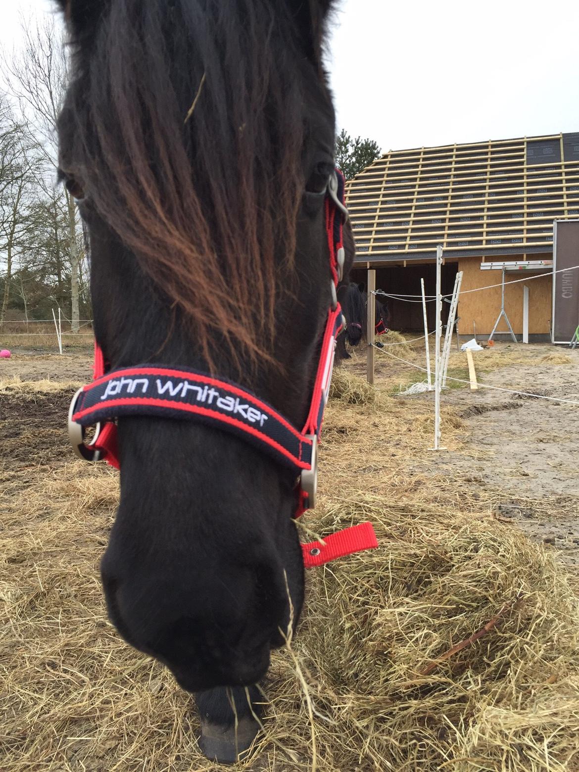 Fell pony Møllegaardens Jessie billede 16