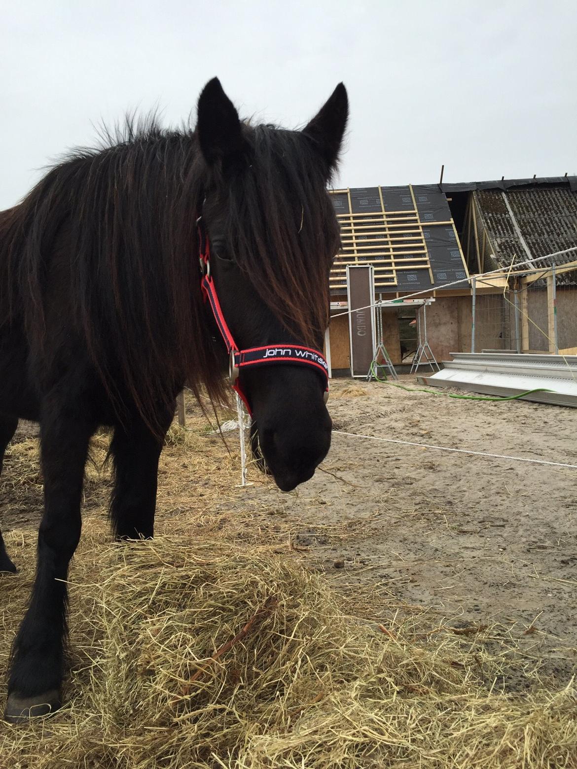 Fell pony Møllegaardens Jessie billede 15