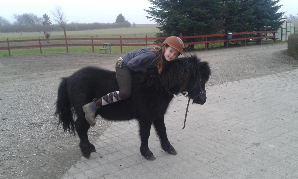 Shetlænder Ferdinant billede 13
