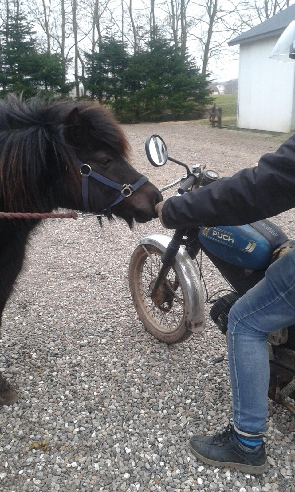 Shetlænder Ferdinant billede 14