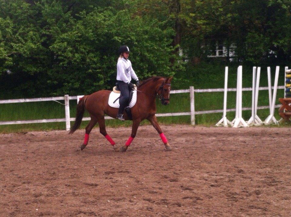 Anden særlig race Milla billede 6