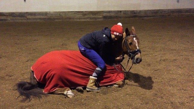 Anden særlig race Milla billede 9