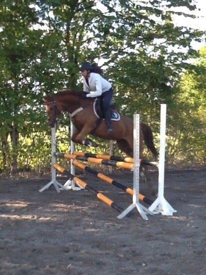 Anden særlig race Milla billede 13