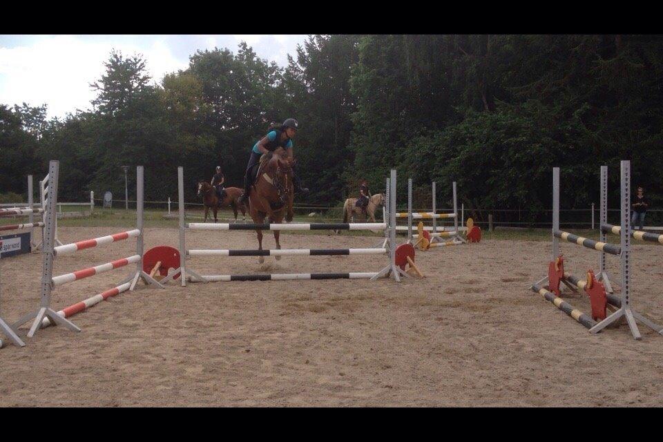 Anden særlig race Milla billede 18