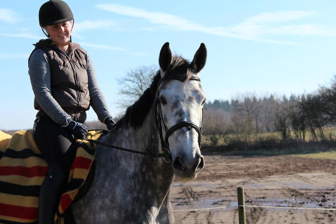Dansk Varmblod Sortebjergs Cacharel billede 1