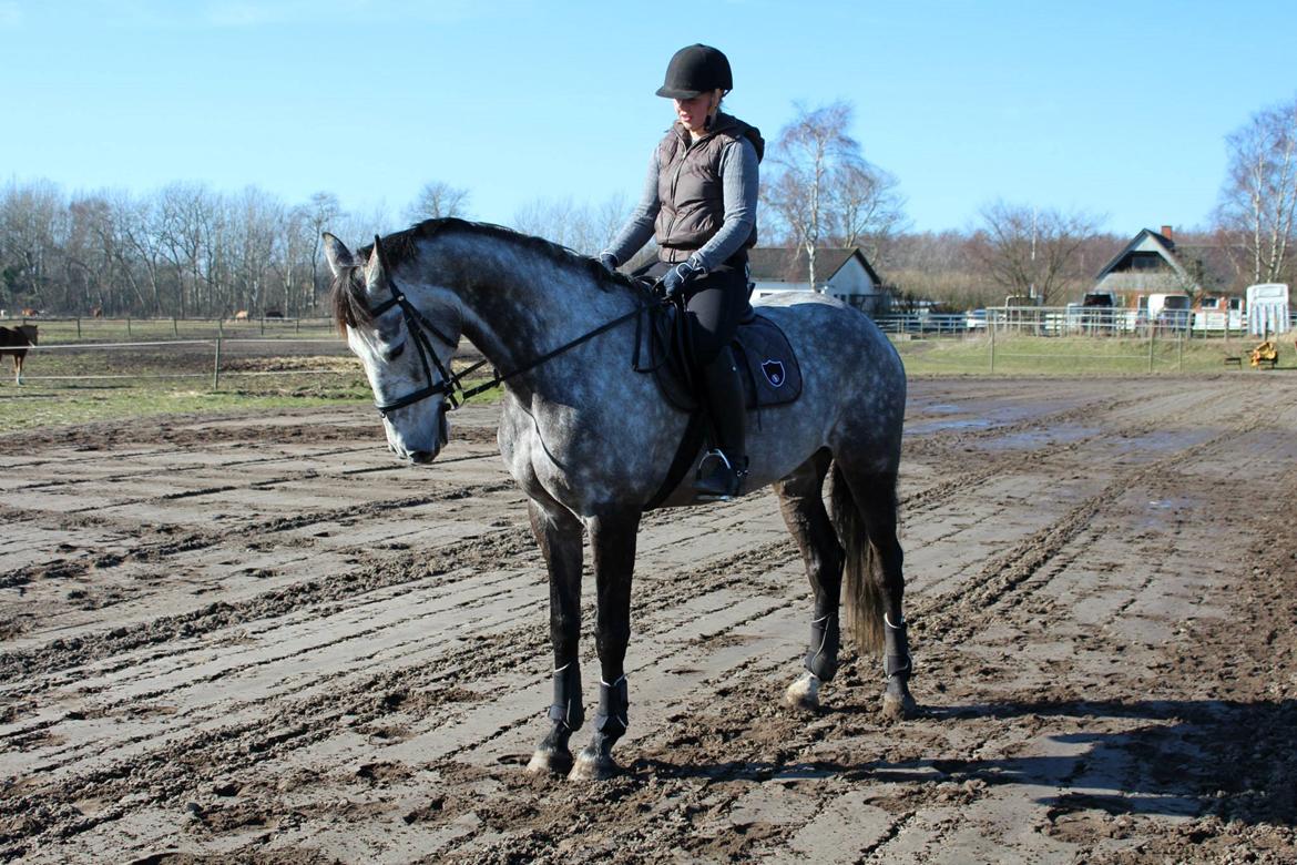 Dansk Varmblod Sortebjergs Cacharel billede 10
