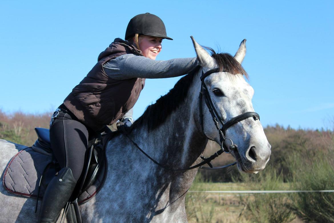 Dansk Varmblod Sortebjergs Cacharel billede 12