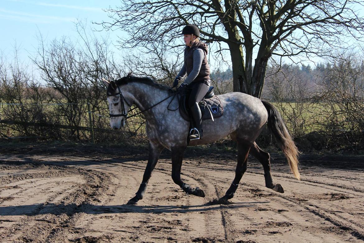 Dansk Varmblod Sortebjergs Cacharel billede 9