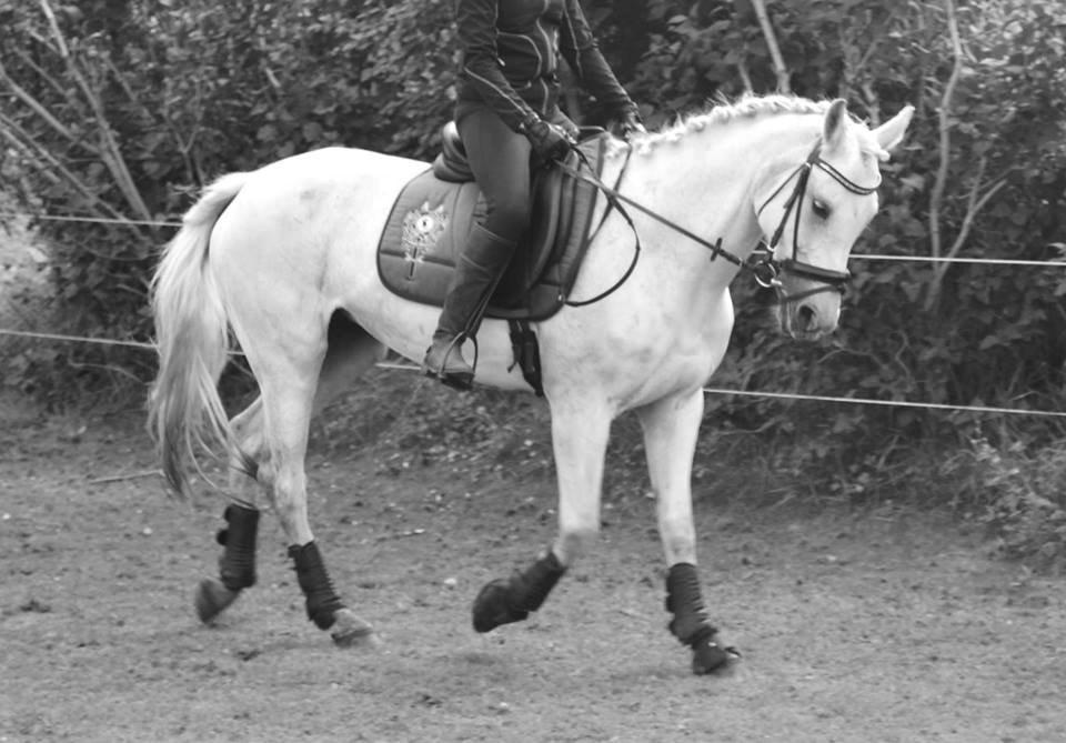 Tysk Sportspony Dolly billede 13