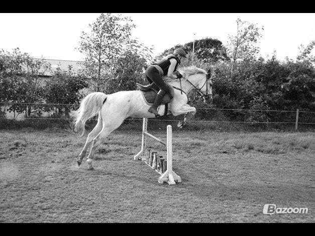 Tysk Sportspony Dolly billede 19