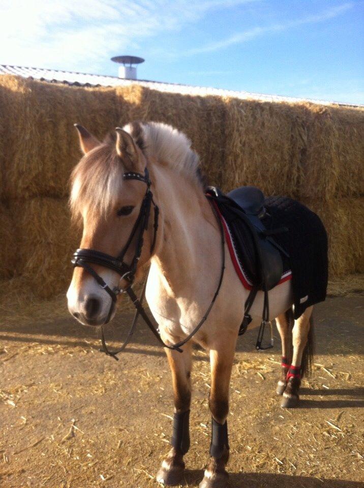 Fjordhest Julie (halvpart) billede 1