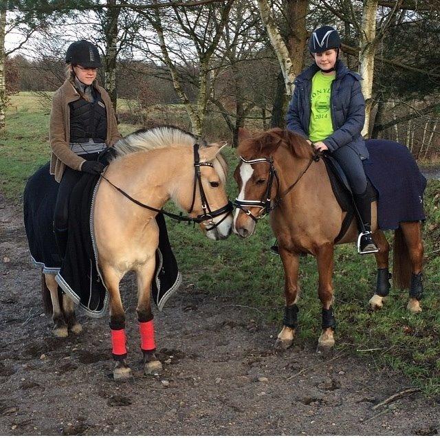 Fjordhest Julie (halvpart) billede 3