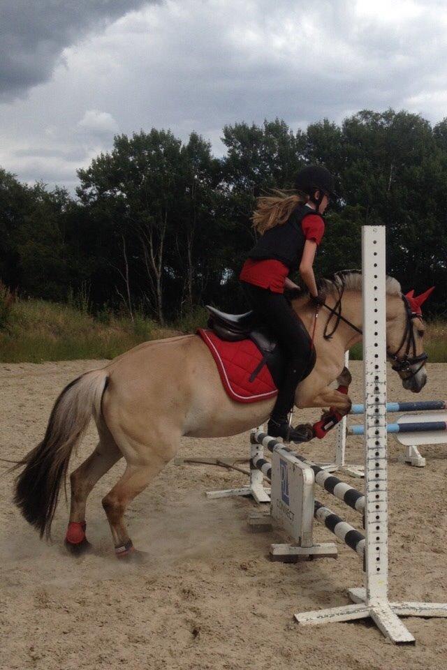 Fjordhest Julie (halvpart) billede 4