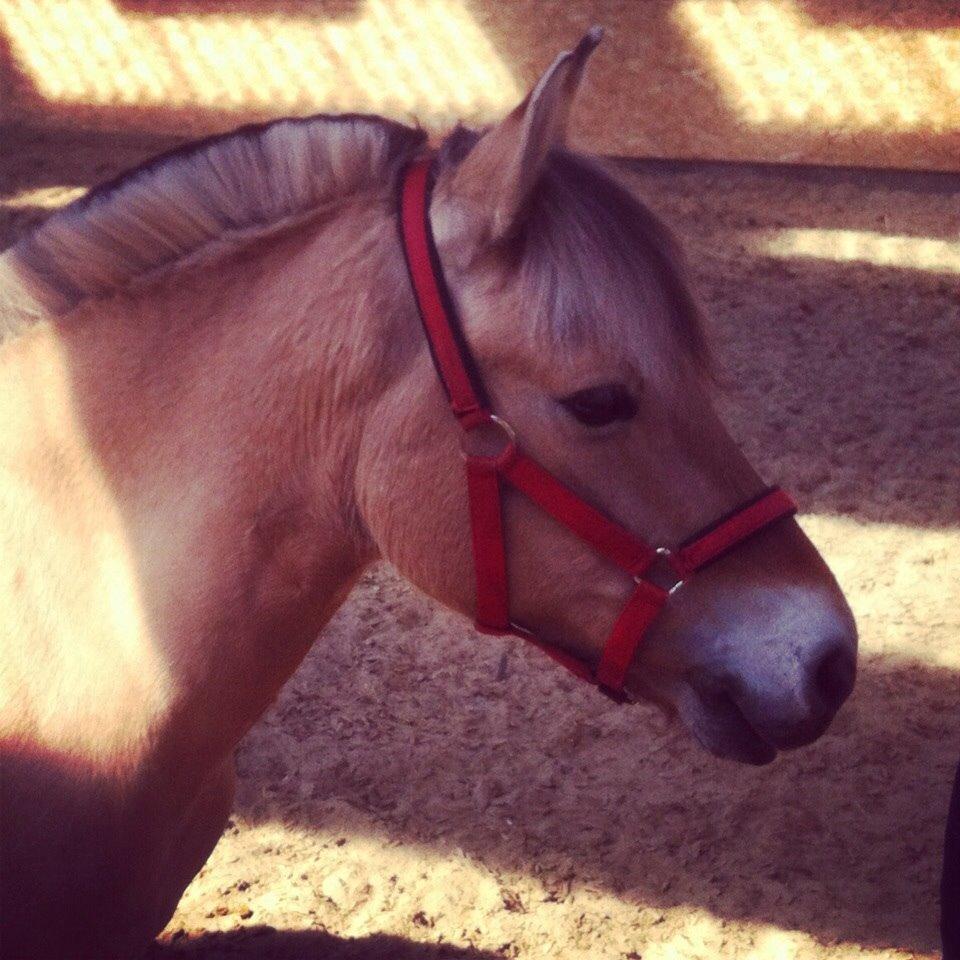 Fjordhest Julie (halvpart) billede 5