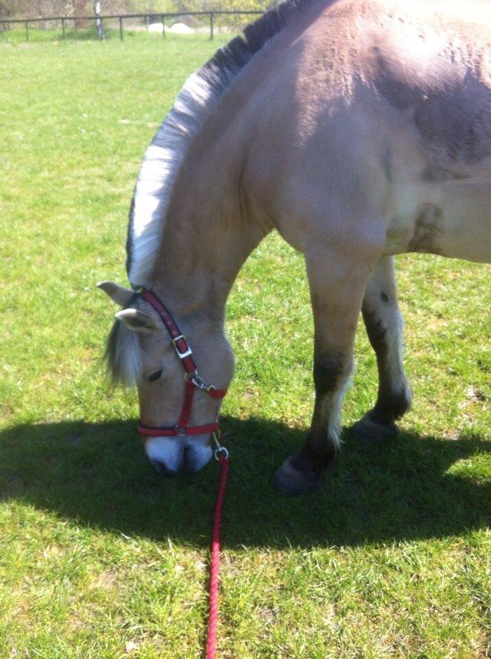 Fjordhest Julie (halvpart) billede 6