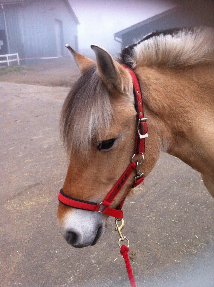 Fjordhest Julie (halvpart) billede 7