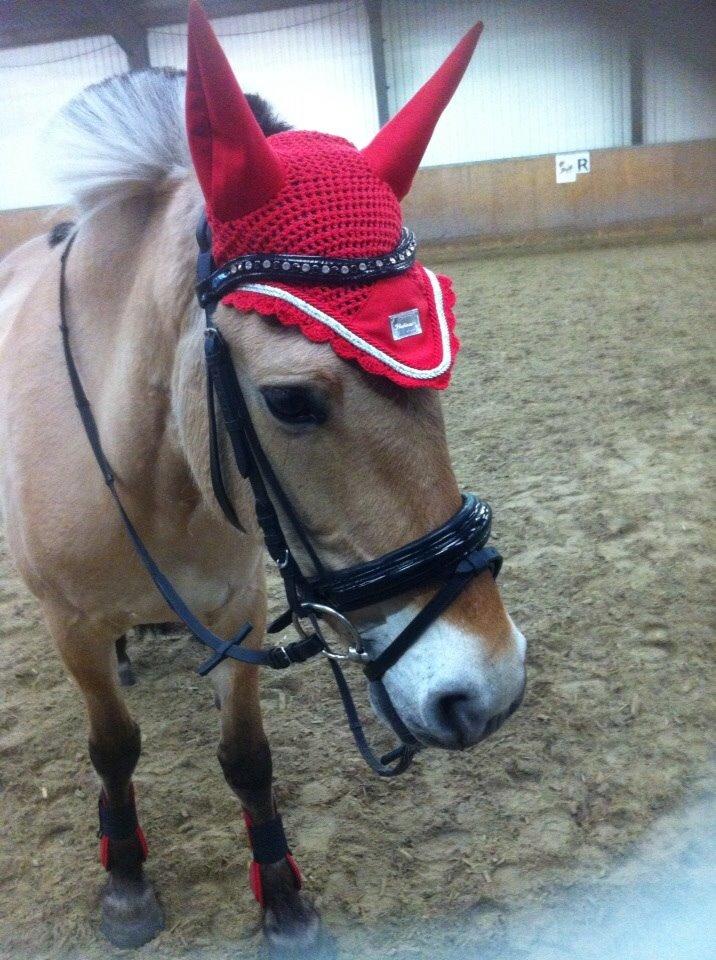 Fjordhest Julie (halvpart) billede 8