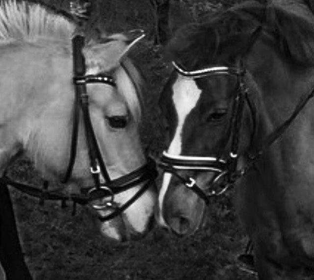 Fjordhest Julie (halvpart) billede 9