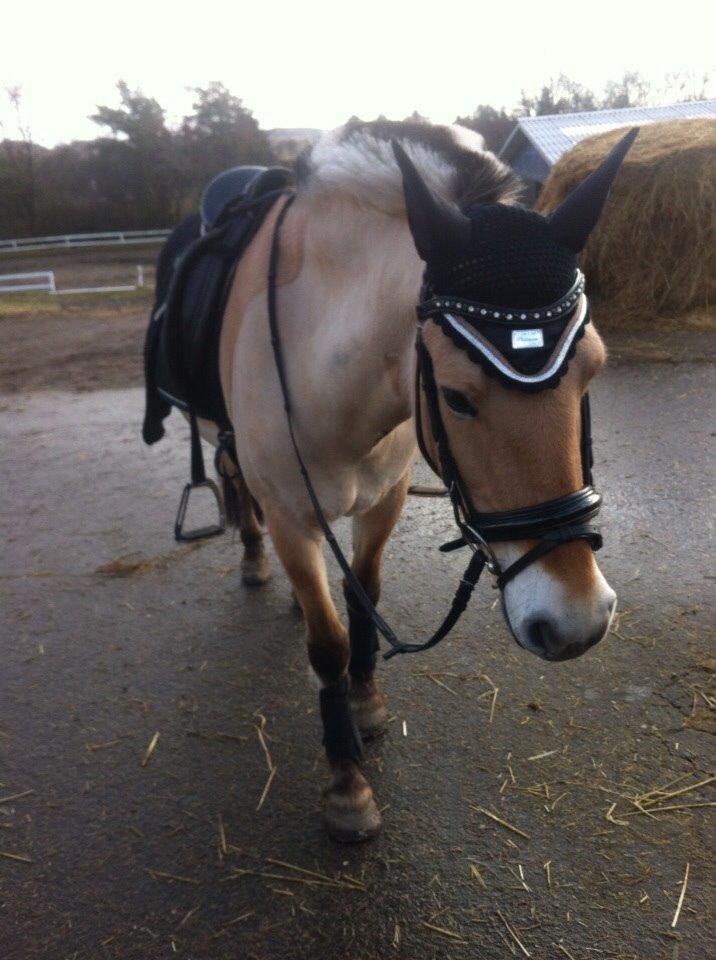 Fjordhest Julie (halvpart) billede 10