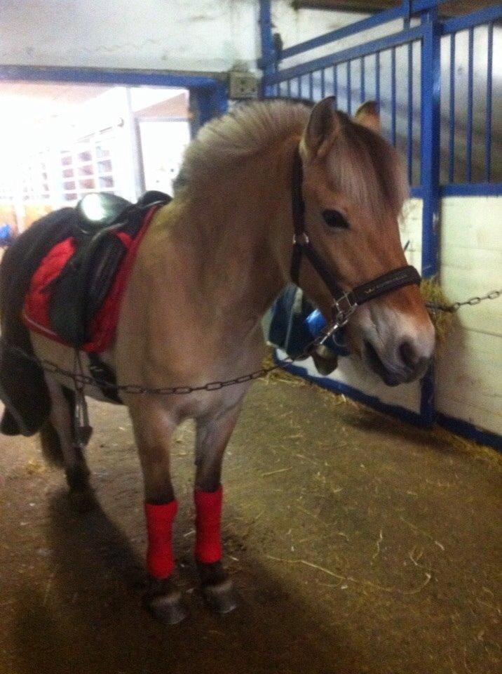 Fjordhest Julie (halvpart) billede 11