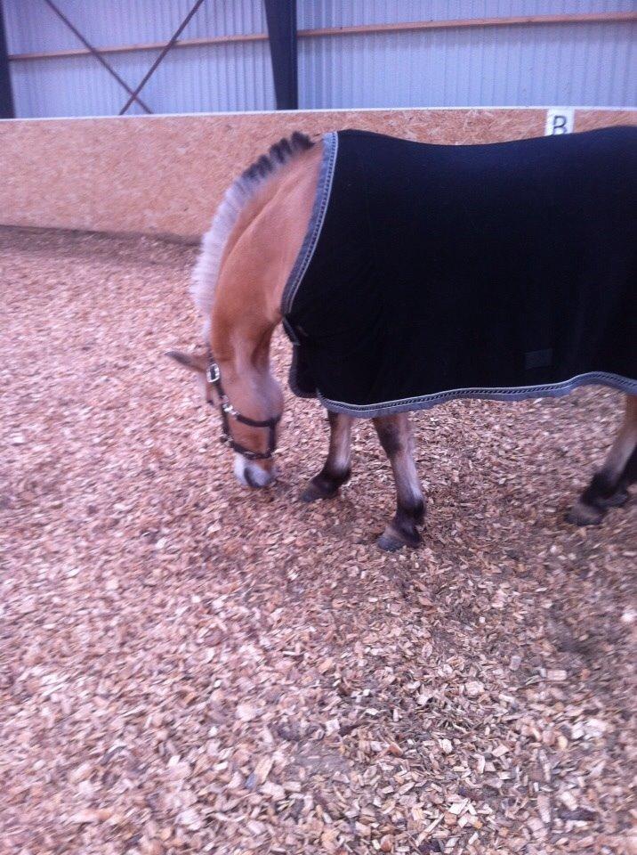 Fjordhest Julie (halvpart) billede 12