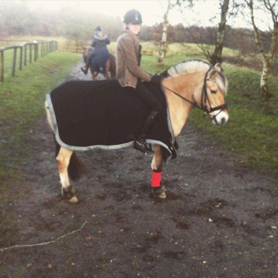 Fjordhest Julie (halvpart) billede 13