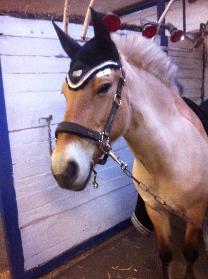 Fjordhest Julie (halvpart) billede 14