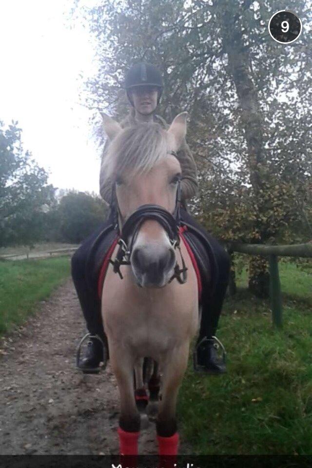Fjordhest Julie (halvpart) billede 17