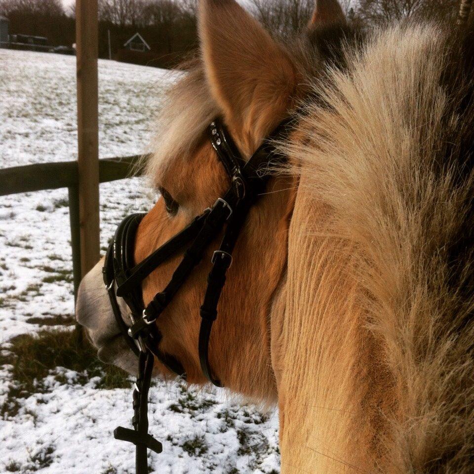 Fjordhest Julie (halvpart) billede 15