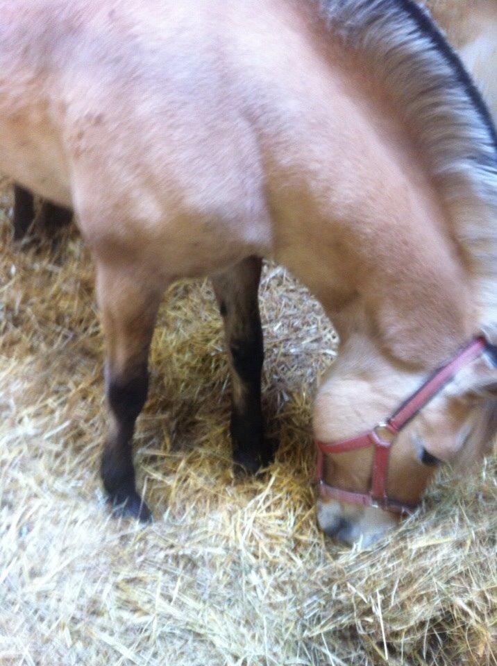 Fjordhest Julie (halvpart) billede 18