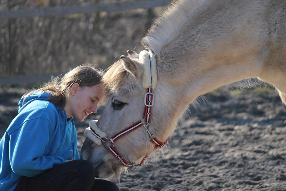 Fjordhest HESSELBERGS HELIOS - 2 år med den grå foto: Mathilde H billede 9