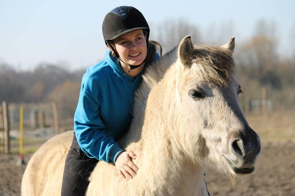 Fjordhest HESSELBERGS HELIOS - 2 år med den grå foto: Mathilde H billede 1