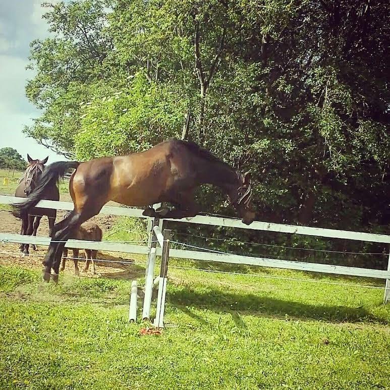 Anden særlig race Waneesha billede 12