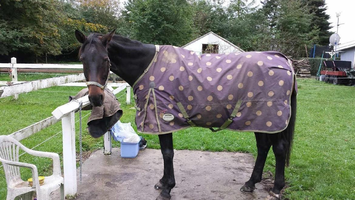 Anden særlig race Waneesha - Nees med sit fine regndækken :) billede 14