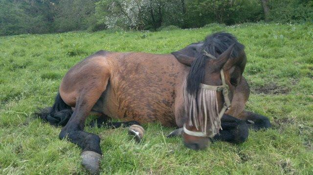 Anden særlig race Waneesha billede 15