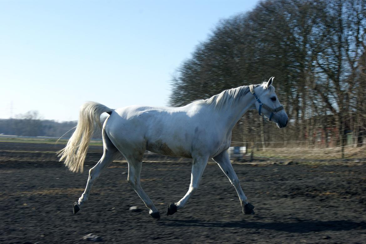 Anden særlig race Just My Luck (Lucky) - Forår 2015 billede 39