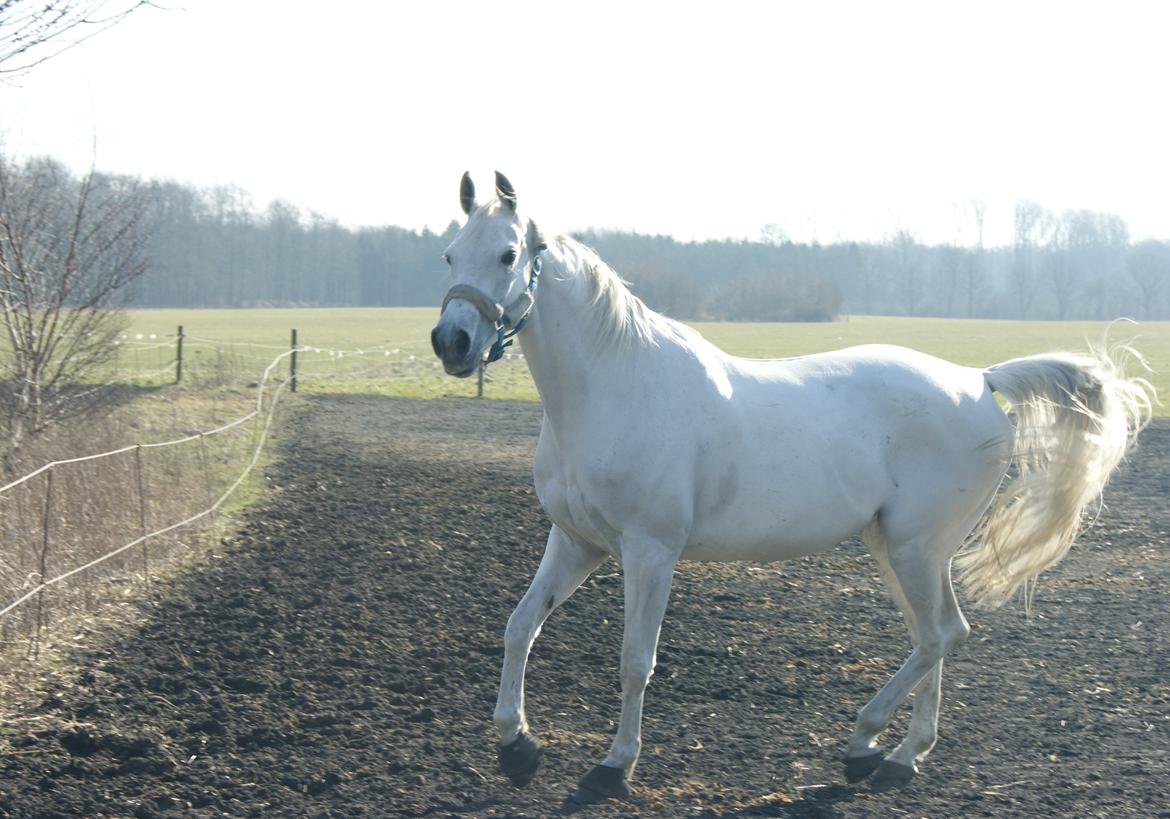 Anden særlig race Just My Luck (Lucky) - Forår 2015 billede 41
