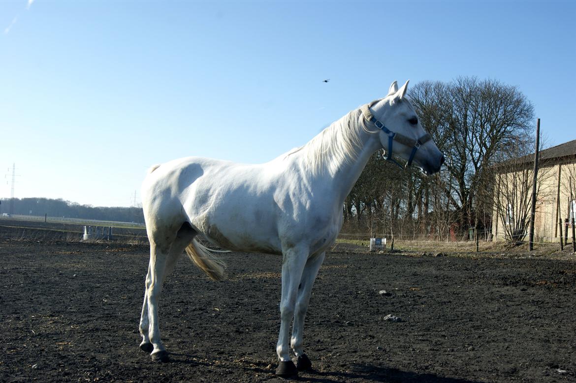 Anden særlig race Just My Luck (Lucky) - Forår 2015 billede 43
