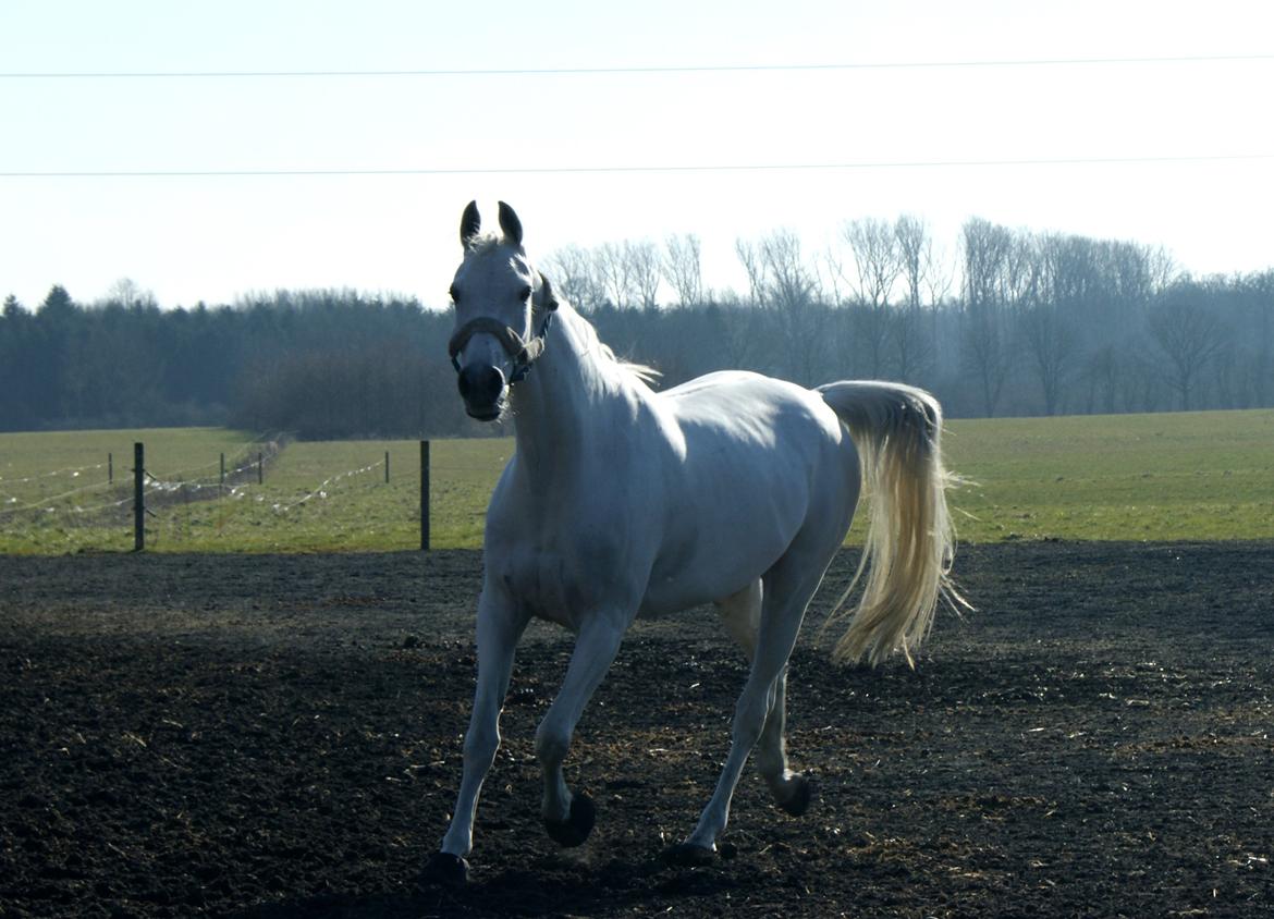 Anden særlig race Just My Luck (Lucky) - Forår 2015 billede 40