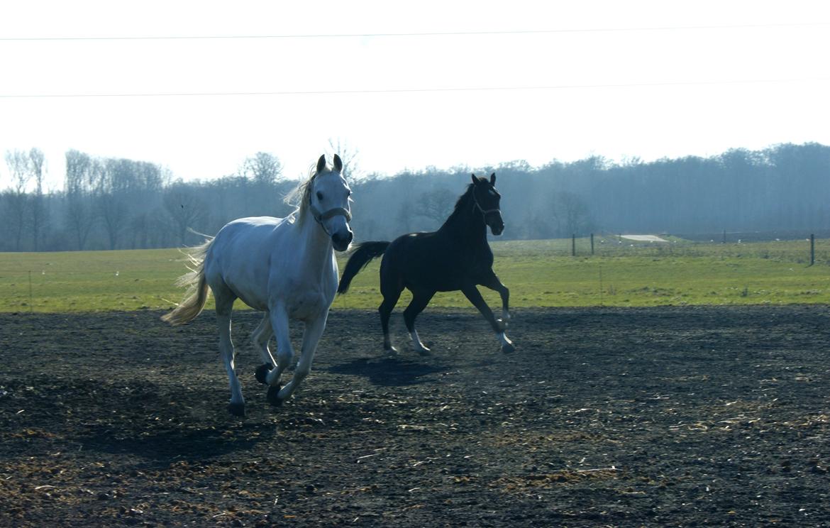 Anden særlig race Just My Luck (Lucky) - Forår 2015 billede 44