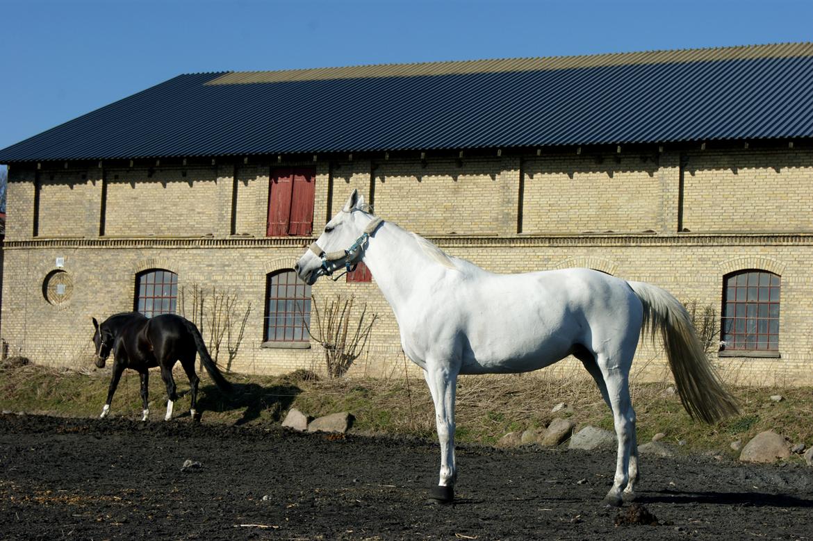 Anden særlig race Just My Luck (Lucky) - Forår 2015 billede 46
