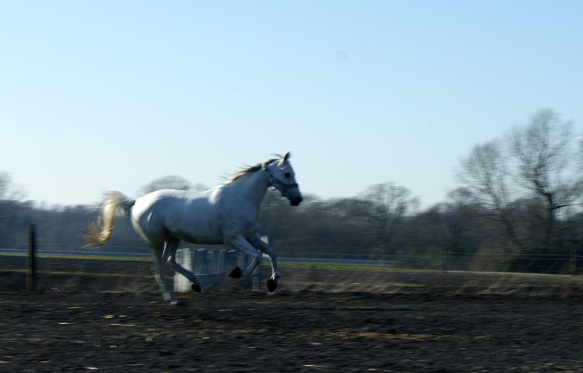 Anden særlig race Just My Luck (Lucky) - Forår 2015 billede 45