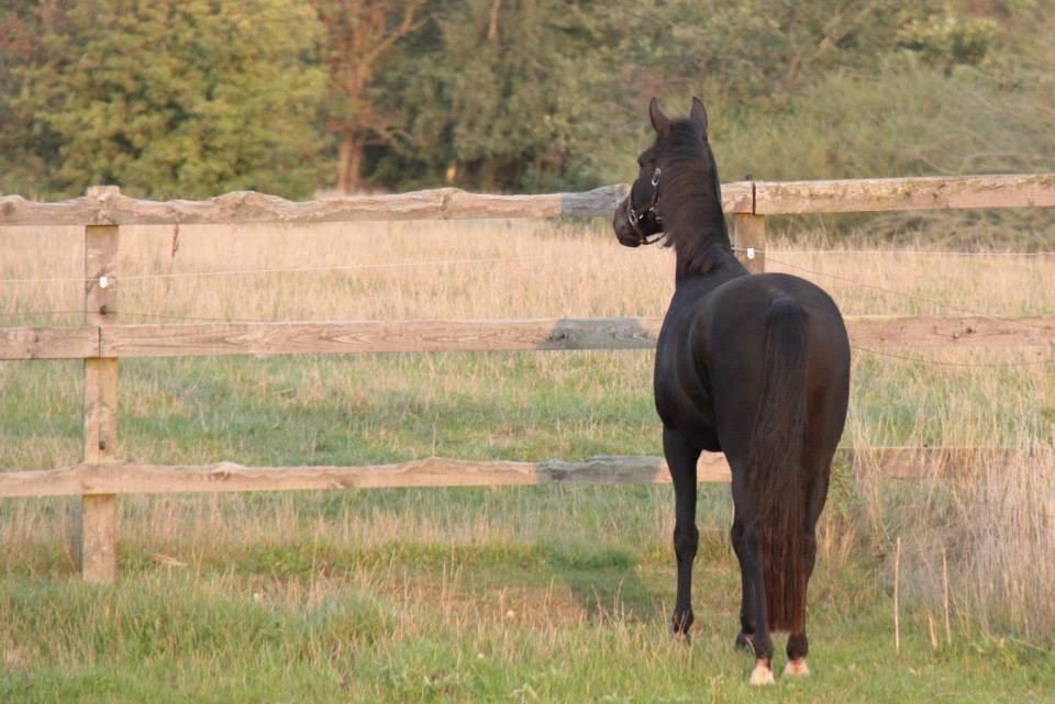 DSP BB' Guinness billede 9