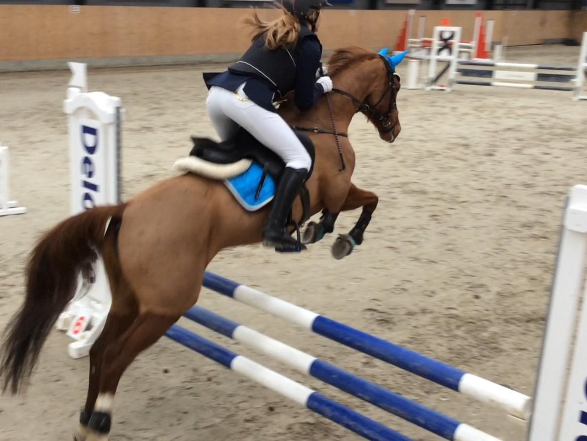 Tysk Sportspony Duchess [Heidi Vinderpony!] Solgt - Esbjerg og omegns Rideklub - C-stævne billede 21